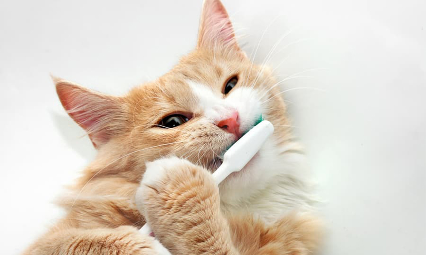 Get A Dazzling Kitty Smile With These Brilliant Dental Products